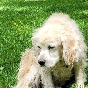 Meet your Posher, Jaye